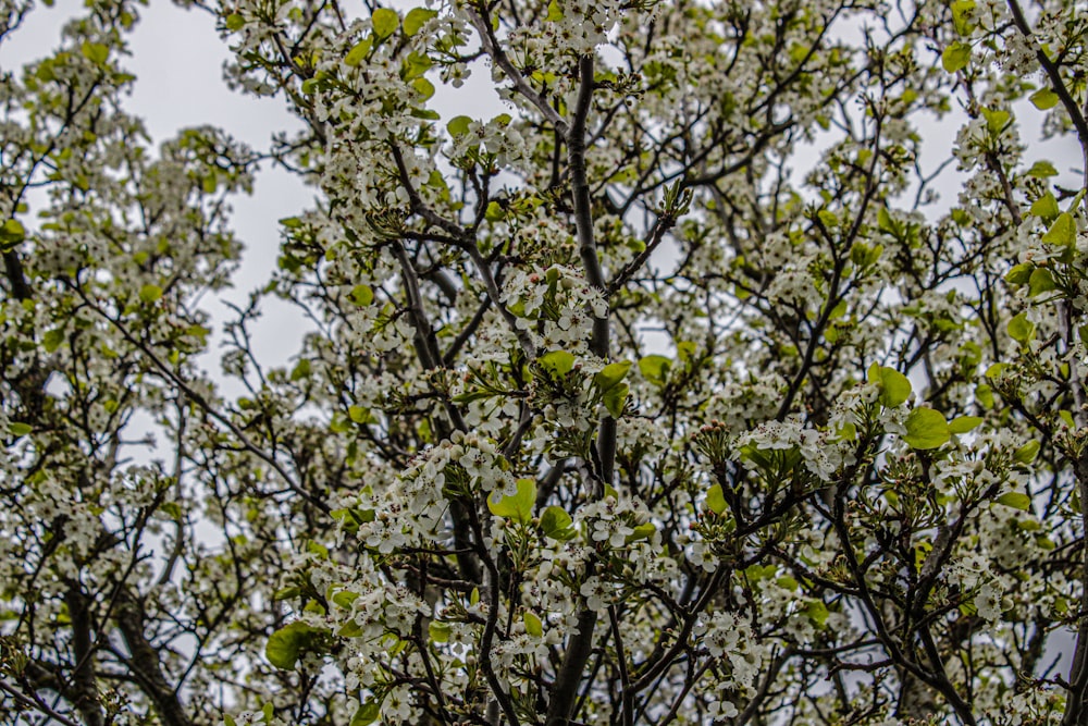 ein Baum mit weißen Blüten und grünen Blättern