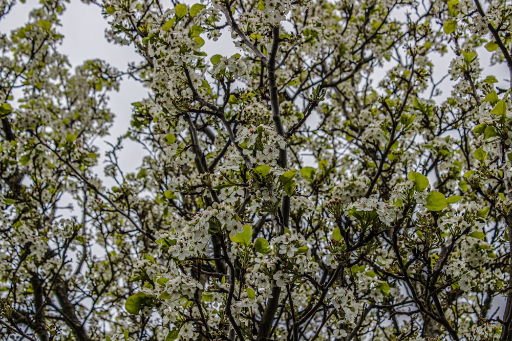 a tree with white flowers and green leaves