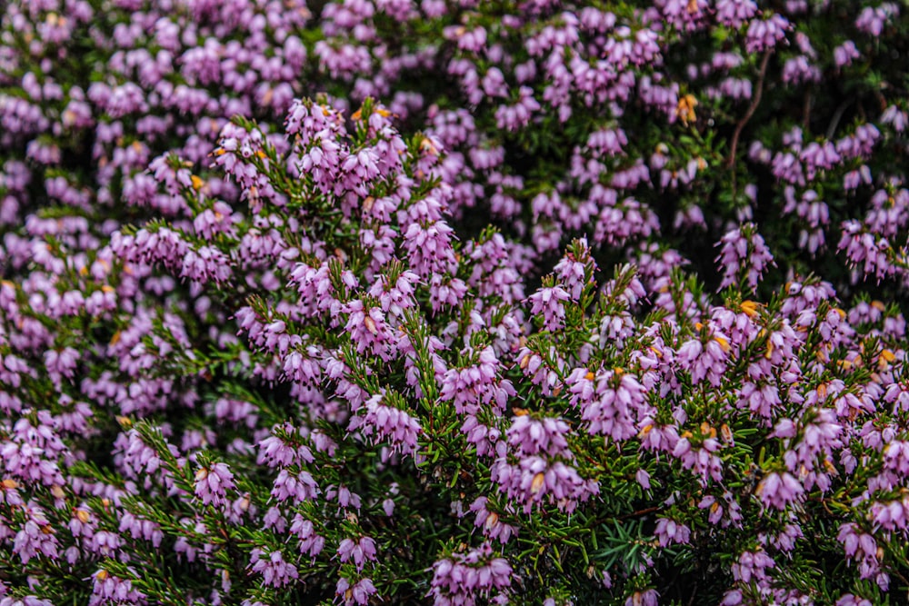 um close up de um ramo de flores roxas