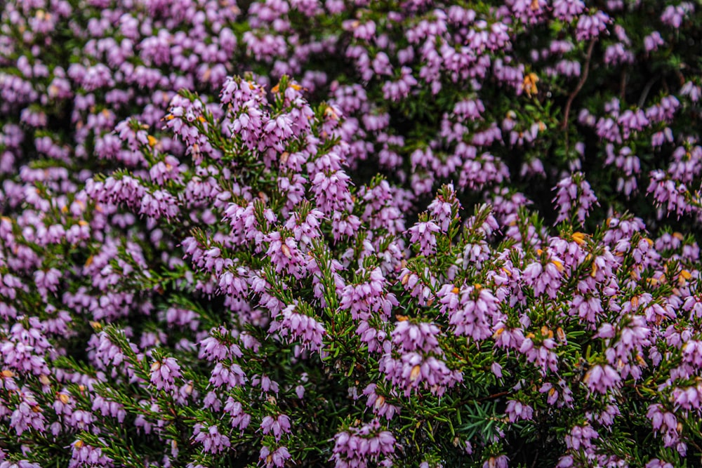 a close up of a bunch of purple flowers