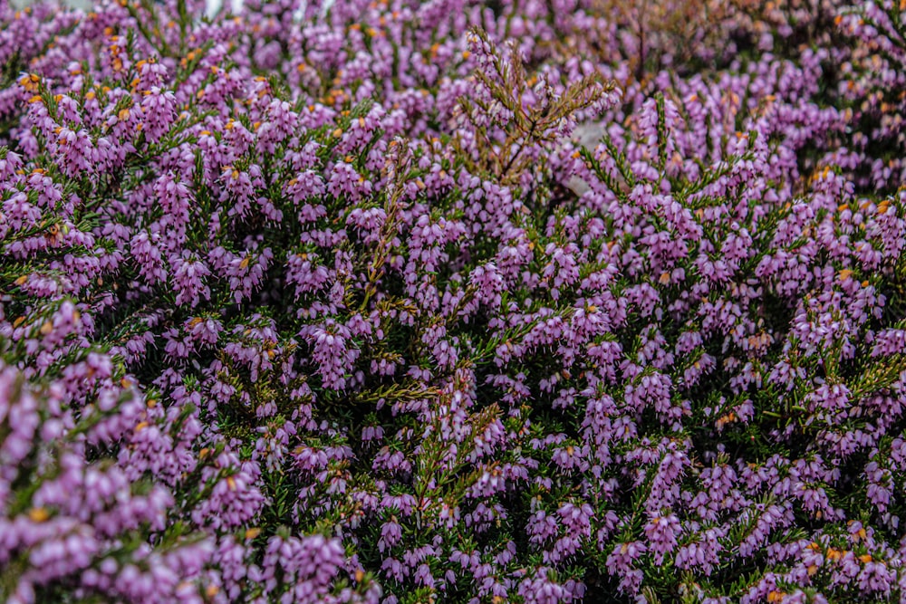 草むらに咲く紫色の花束