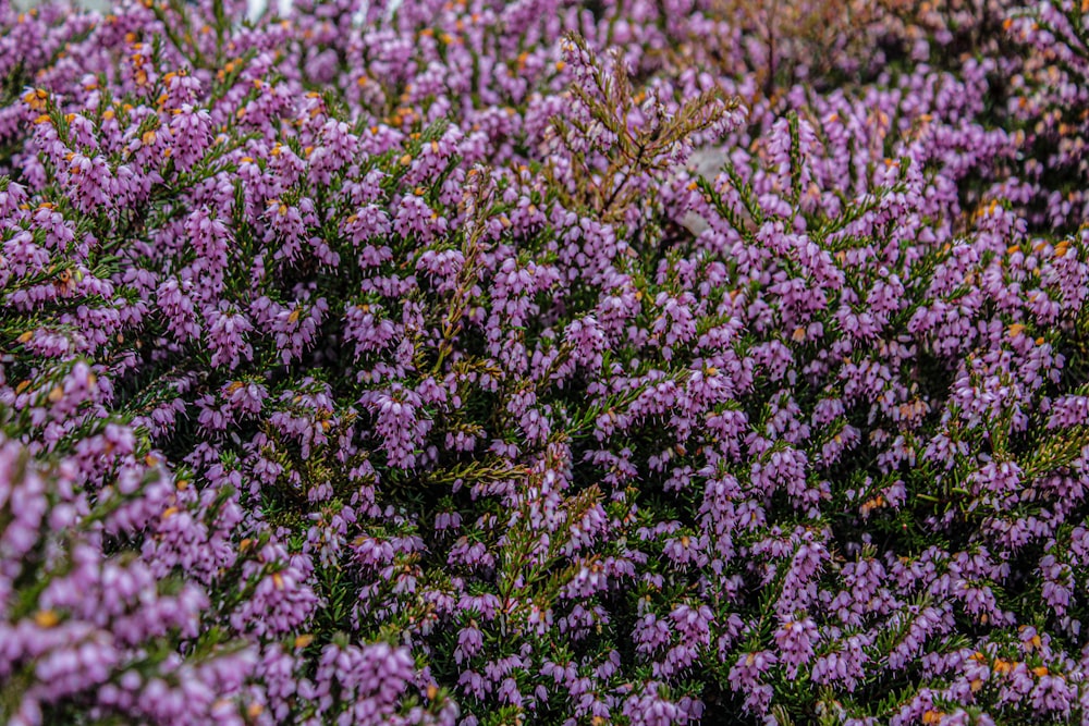 um ramo de flores roxas que estão na grama