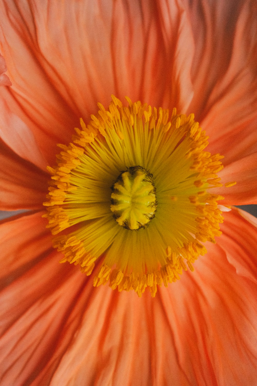 a close up of a flower with a yellow center