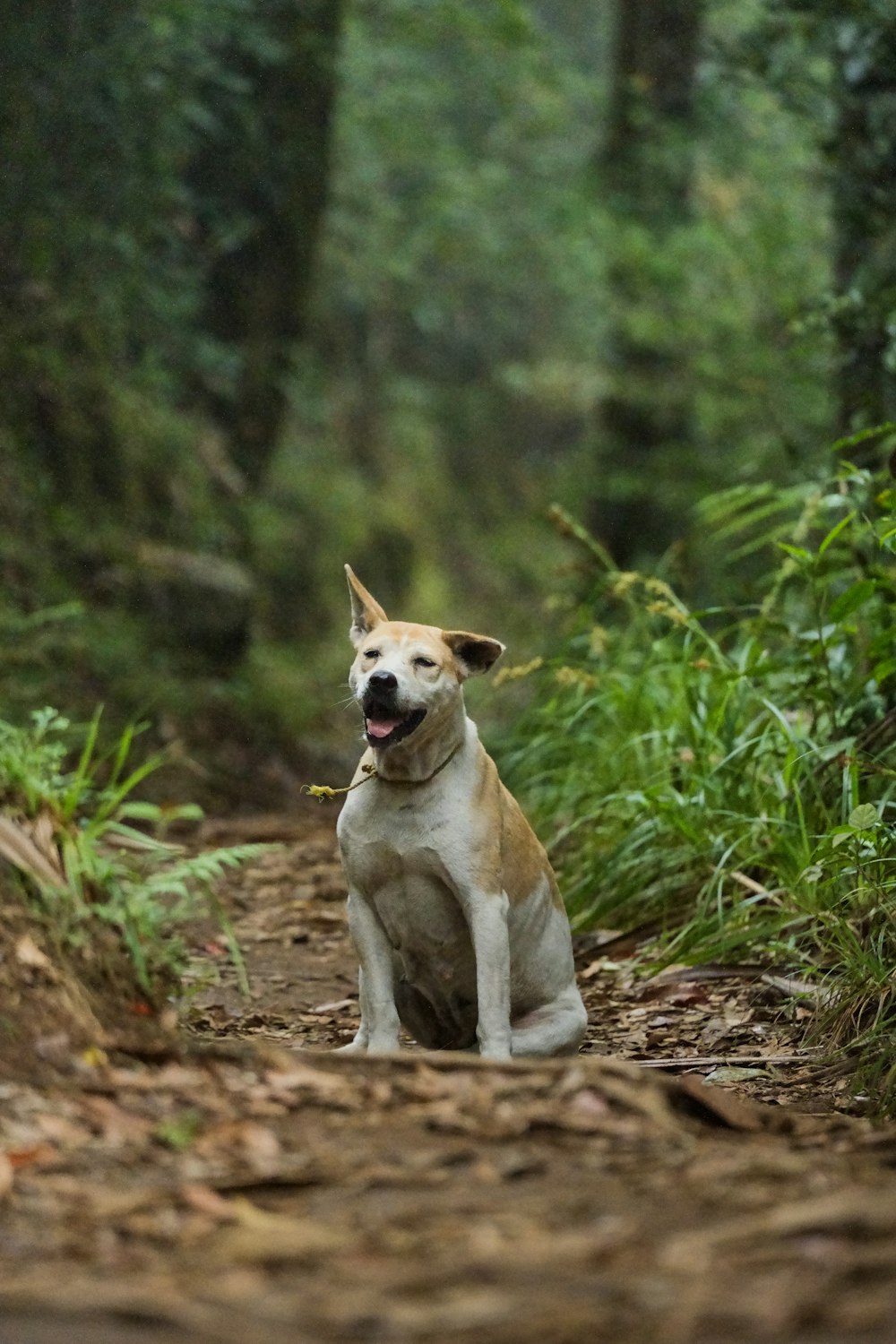 a dog sitting in the middle of a forest