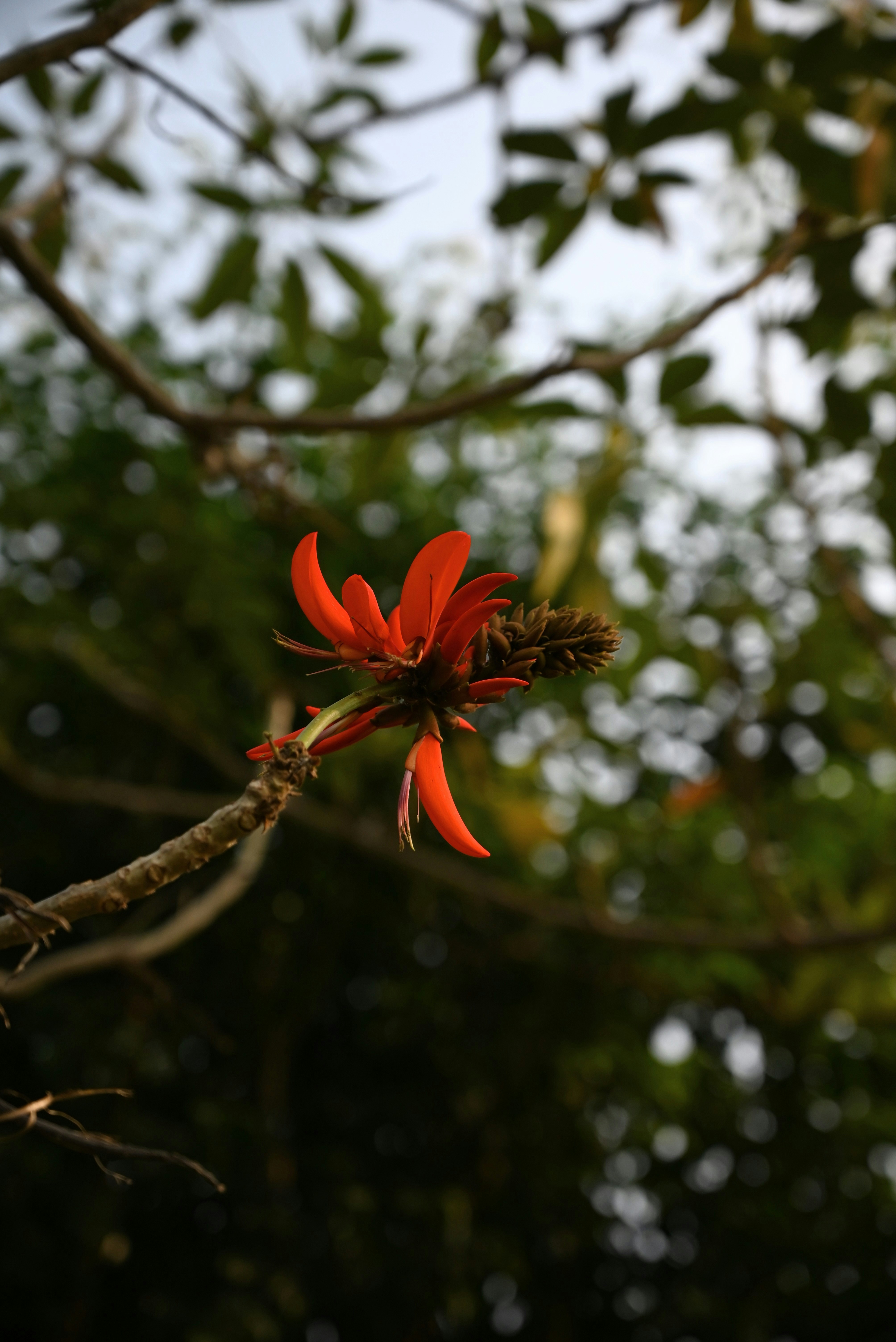 uma flor vermelha está crescendo em um galho de árvore