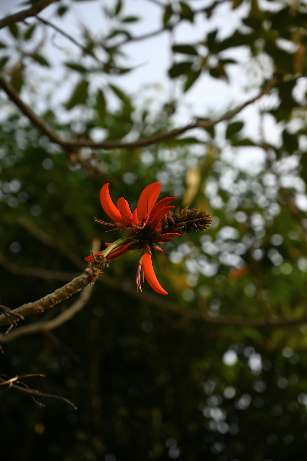 a red flower is growing on a tree branch