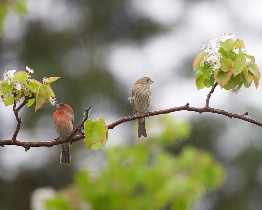 a couple of birds sitting on top of a tree branch