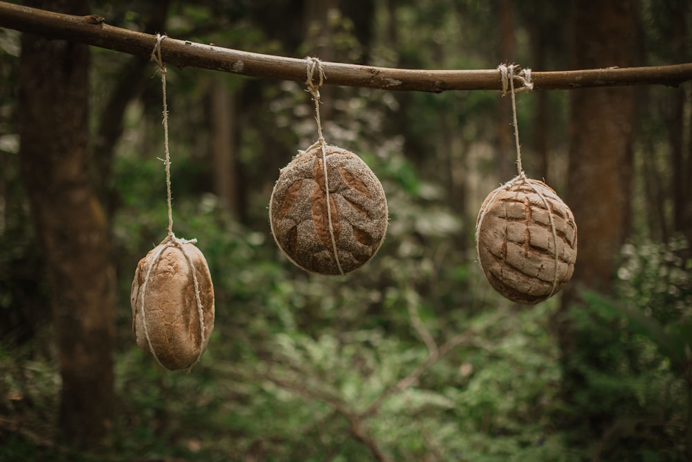 three seed pods hanging from a branch in a forest
