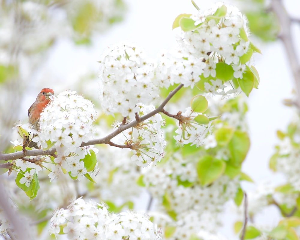 a small bird sitting on a branch of a tree