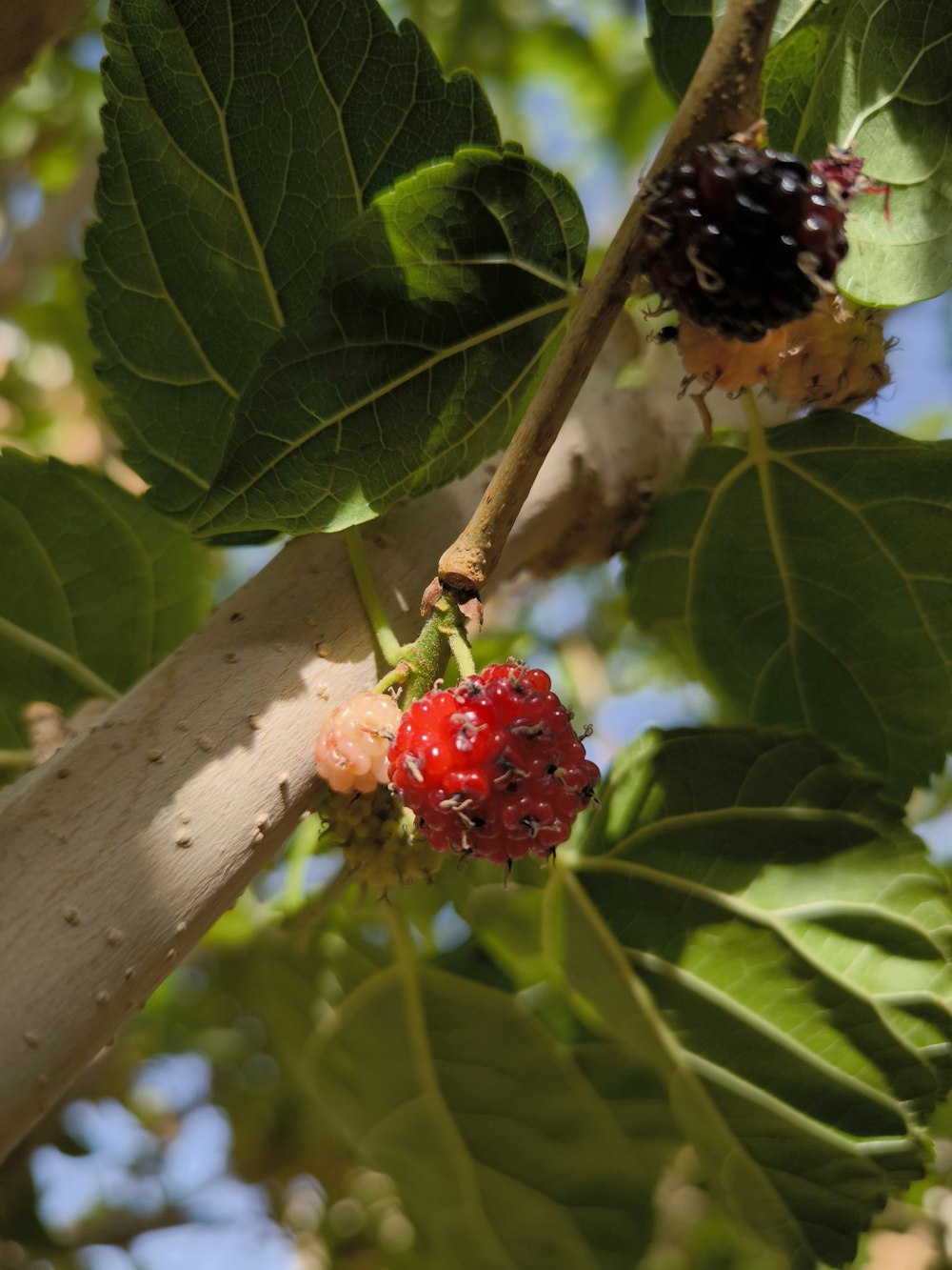 a close up of a berry on a tree branch