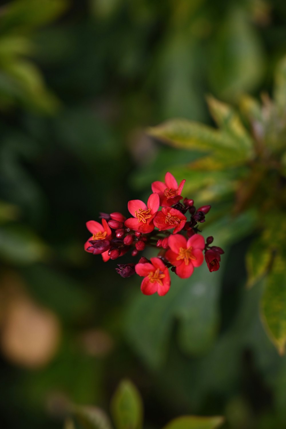 un primer plano de una flor roja en una planta