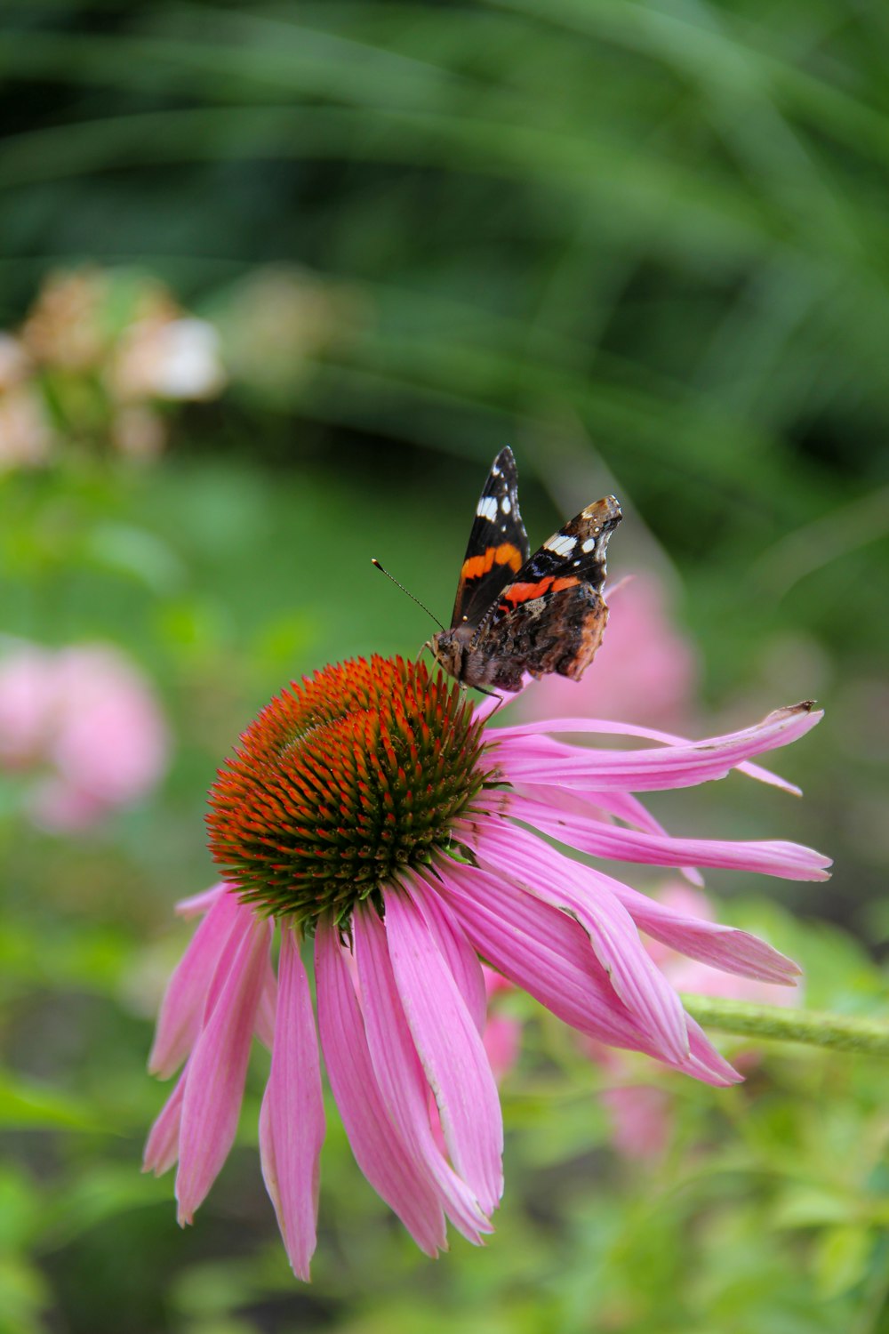 a red and black butterfly sitting on a pink flower