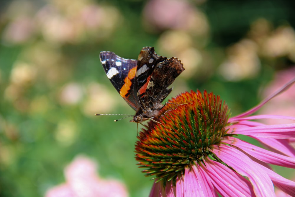 a close up of a flower with a butterfly on it