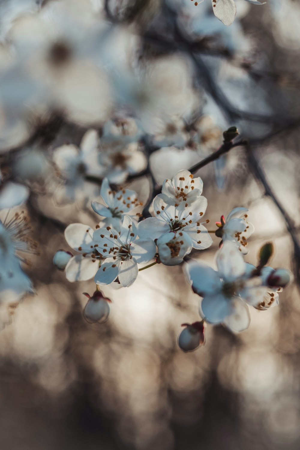 a close up of a tree with white flowers