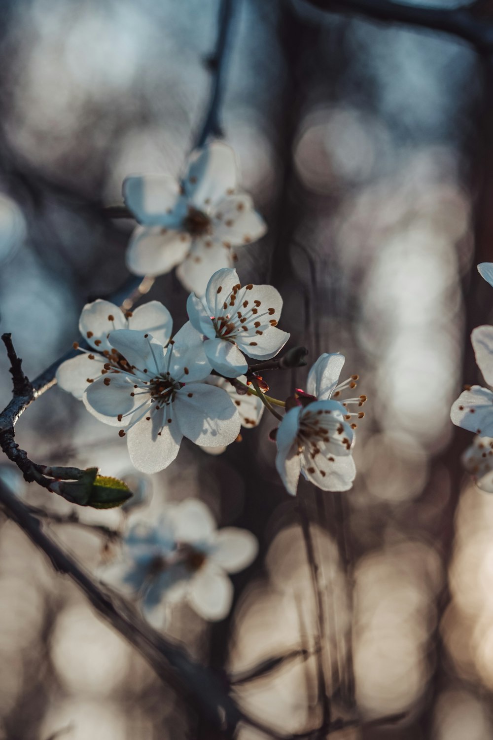 a close up of some white flowers on a tree