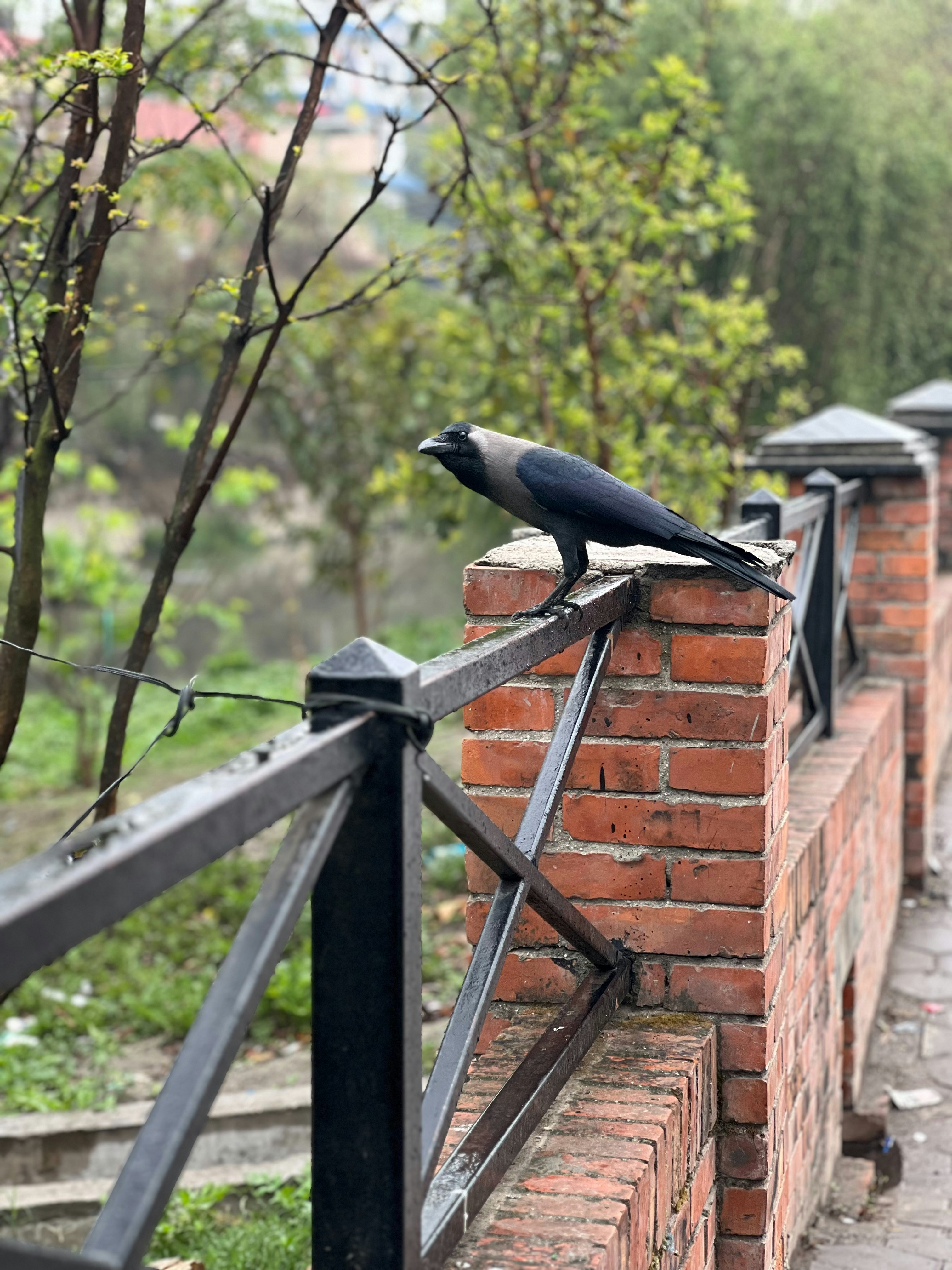 A black bird sitting on top of a brick wall photo – Free Animal Image ...