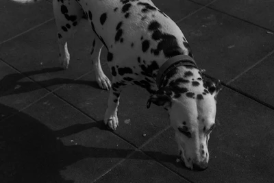 a black and white dalmatian dog sniffing the ground