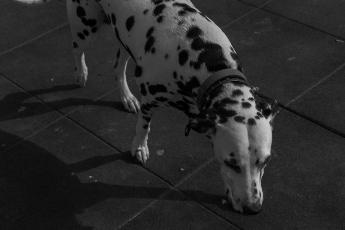 Dalmatian sniffing the ground on a city walk