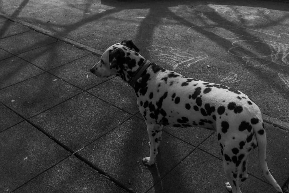 a dalmatian dog is standing on the sidewalk