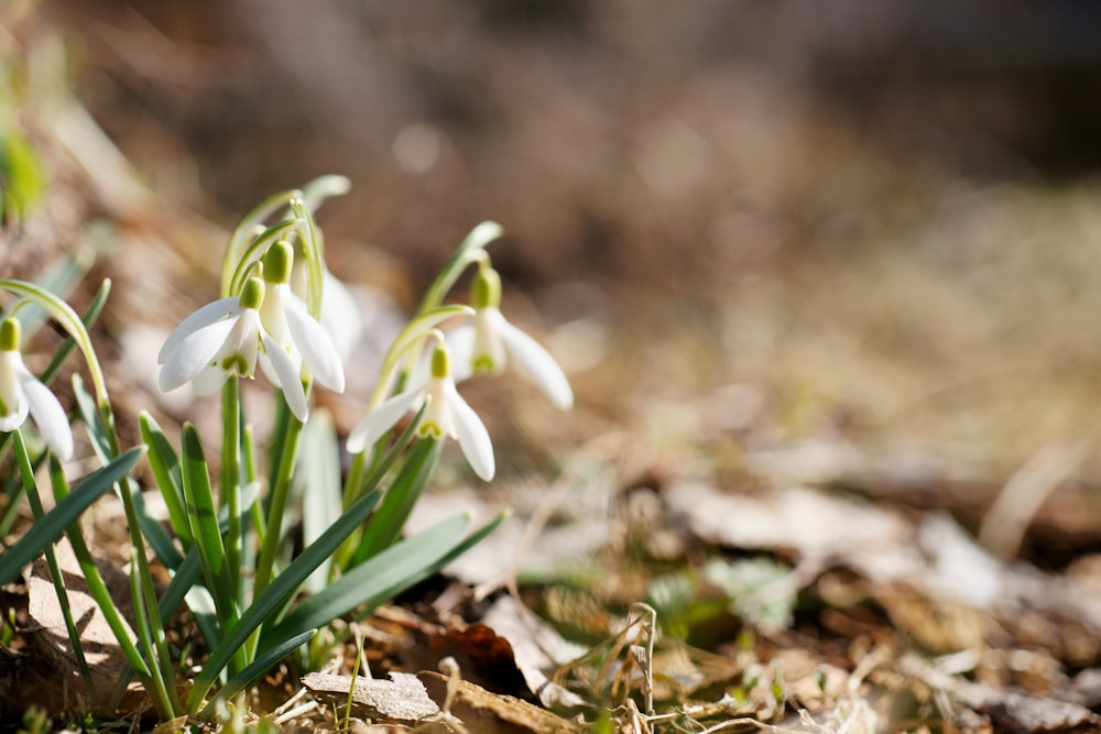 a group of white flowers growing out of the ground