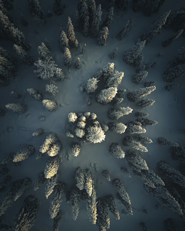 an aerial view of a snow covered forest