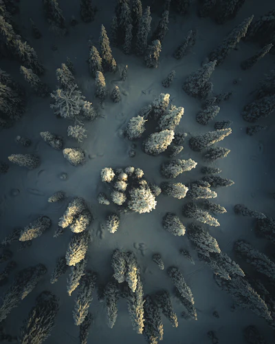 Aerial view of a snow-covered Arctic forest