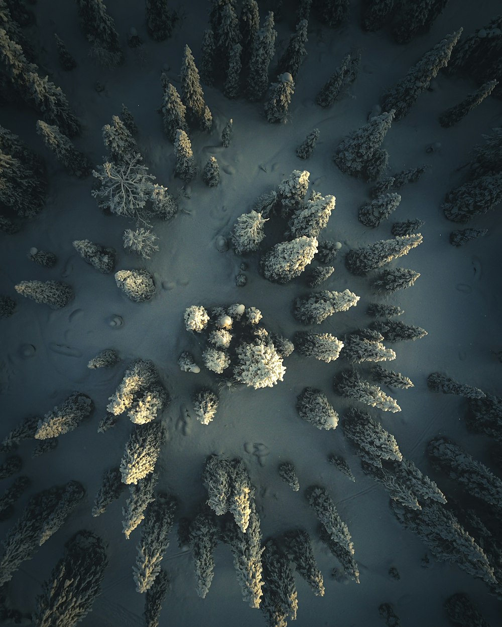 an aerial view of a snow covered forest