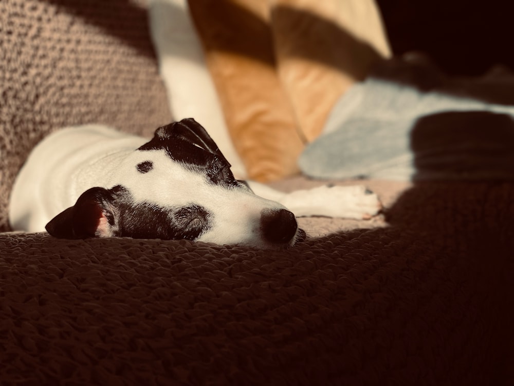 a black and white dog laying on top of a couch