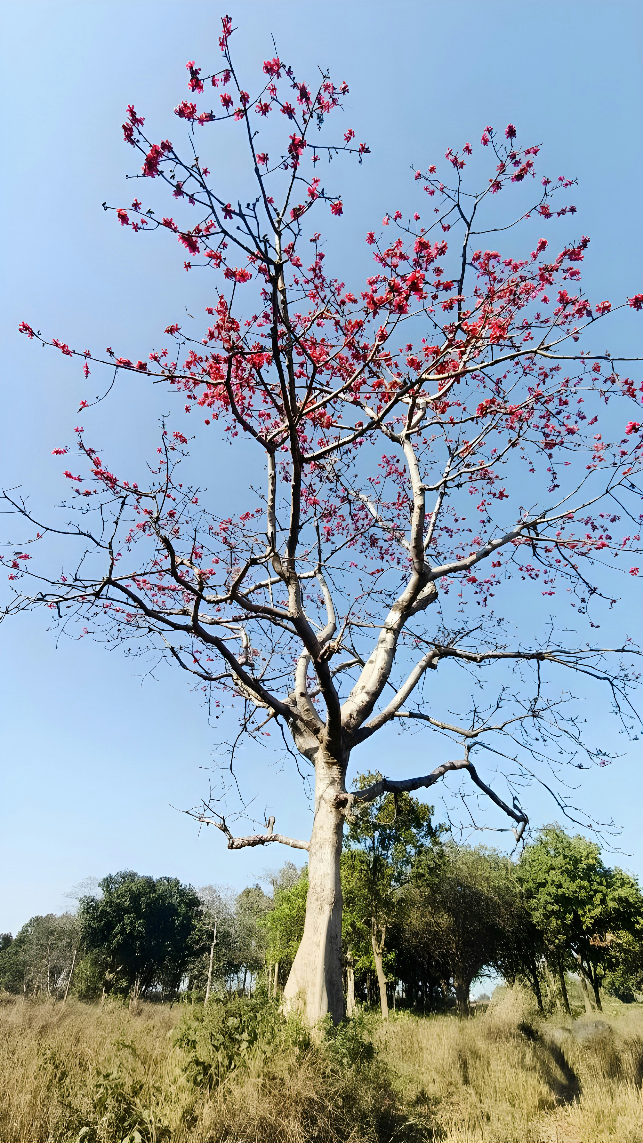 Photo by divya_umraliya