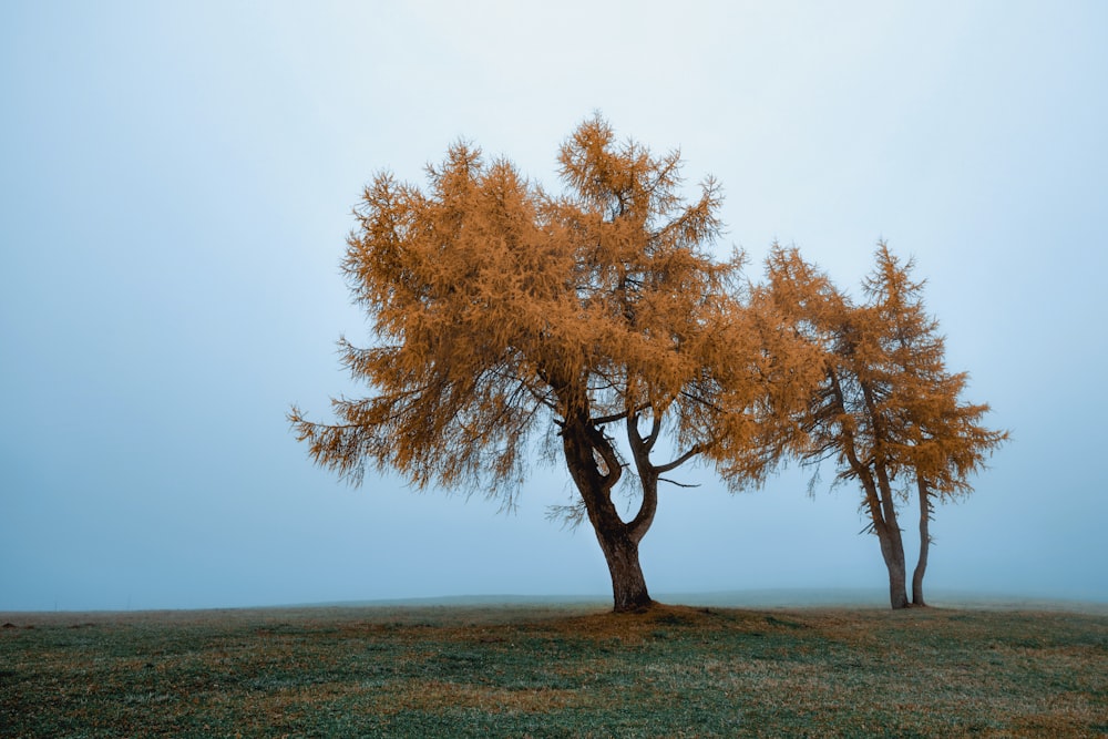 a couple of trees that are standing in the grass