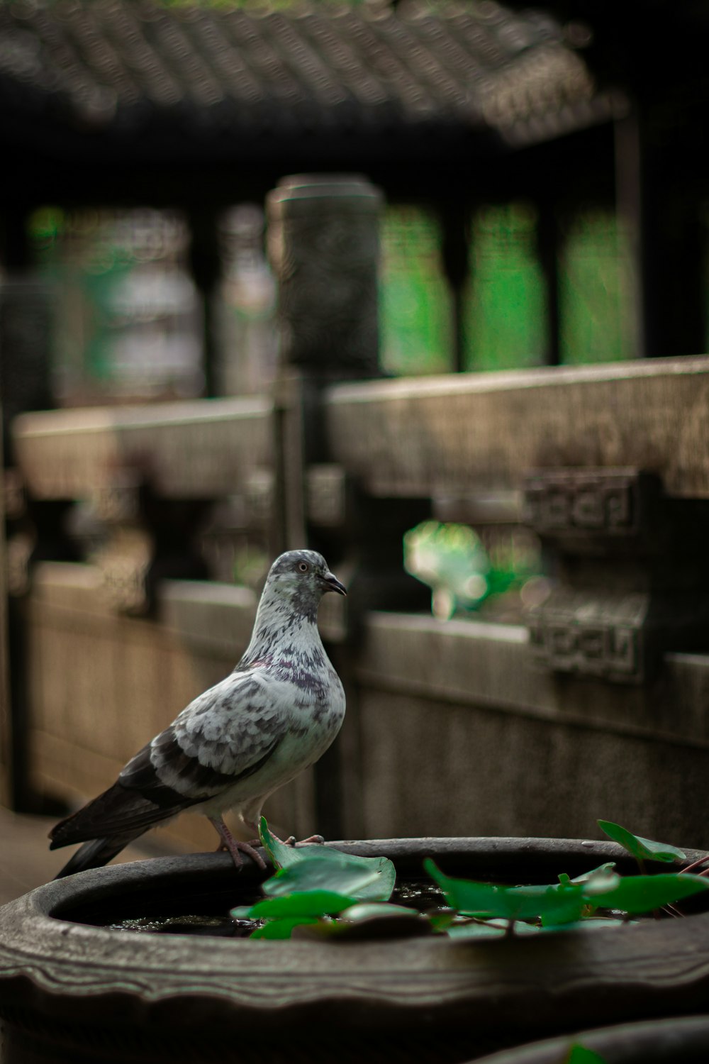 a bird is sitting on a bowl of water