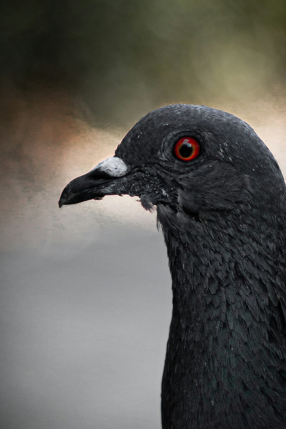 a close up of a black bird with red eyes