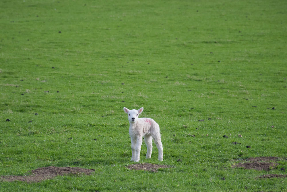 A white lamb standing in a green pasture