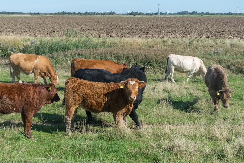 a herd of cattle grazing on a lush green field