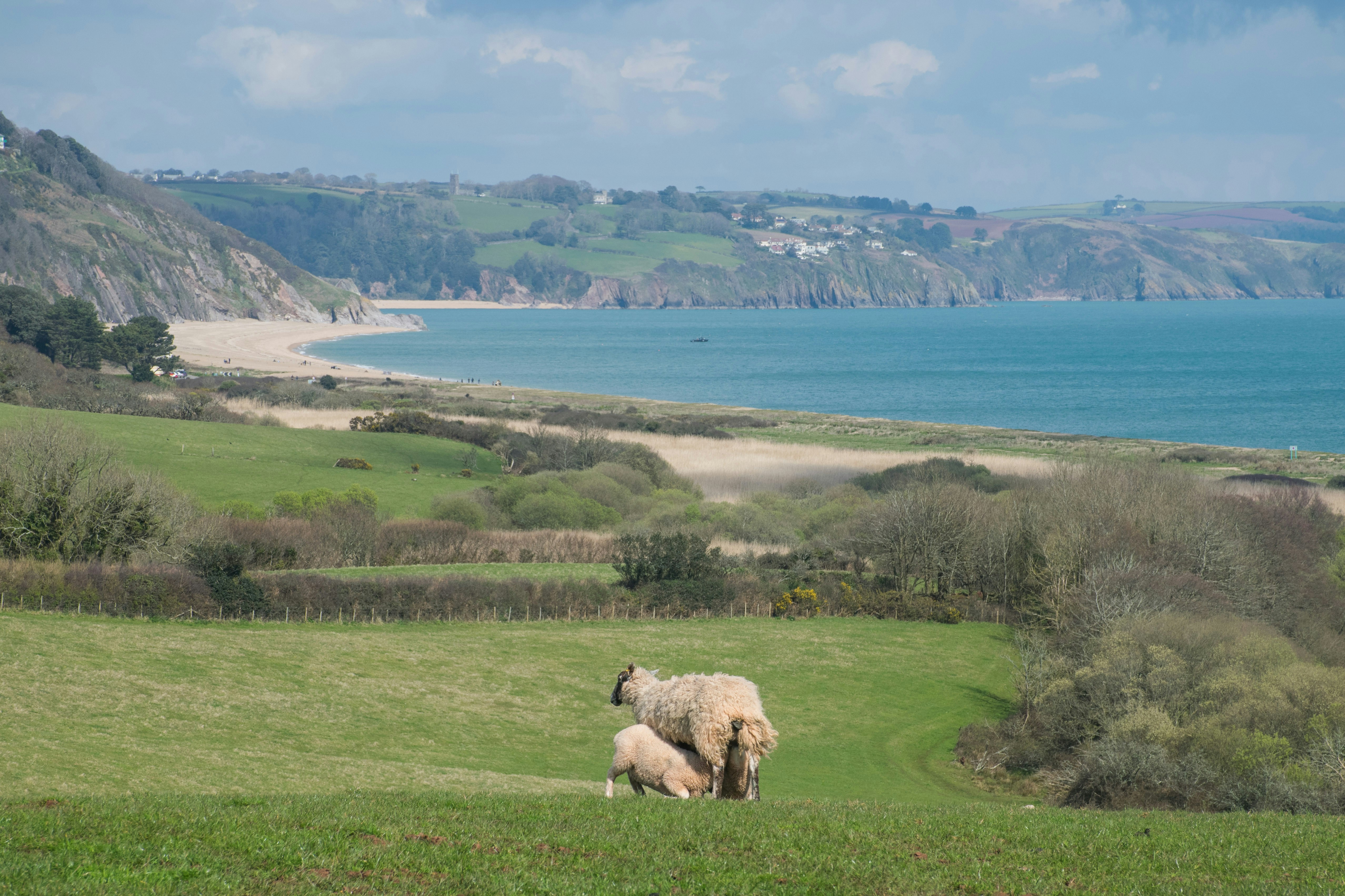 Dorset, UK (Nettle Eating Championship)
