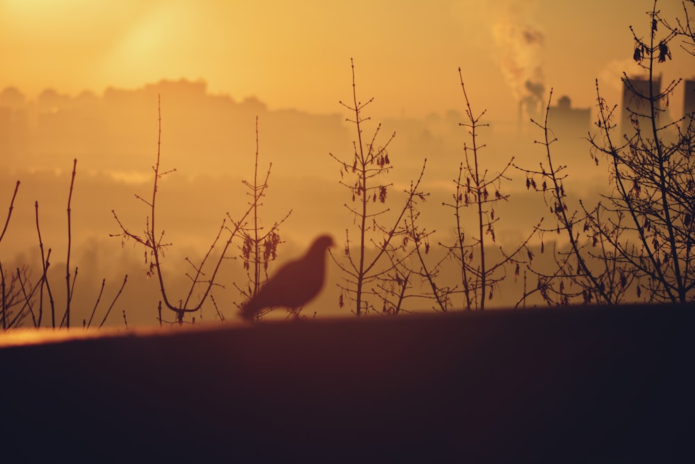 a bird sitting on top of a roof next to a tree