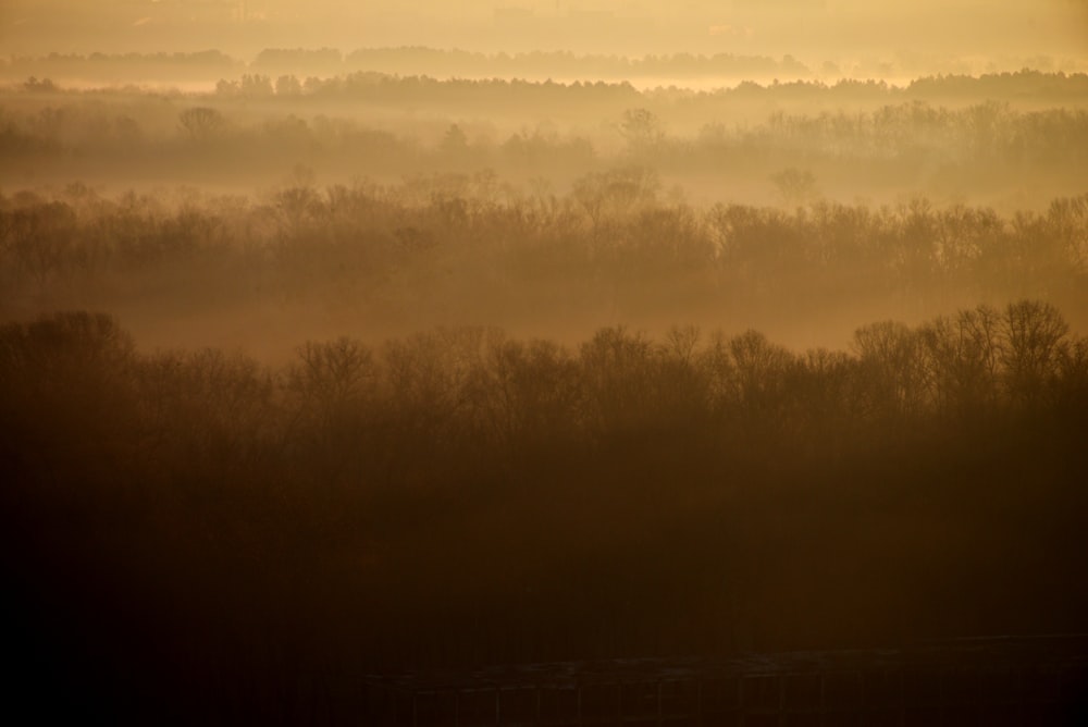 una vista di un campo nebbioso con alberi in lontananza