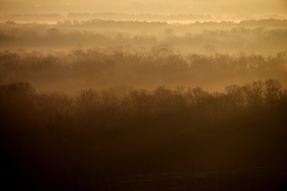 a view of a foggy field with trees in the distance