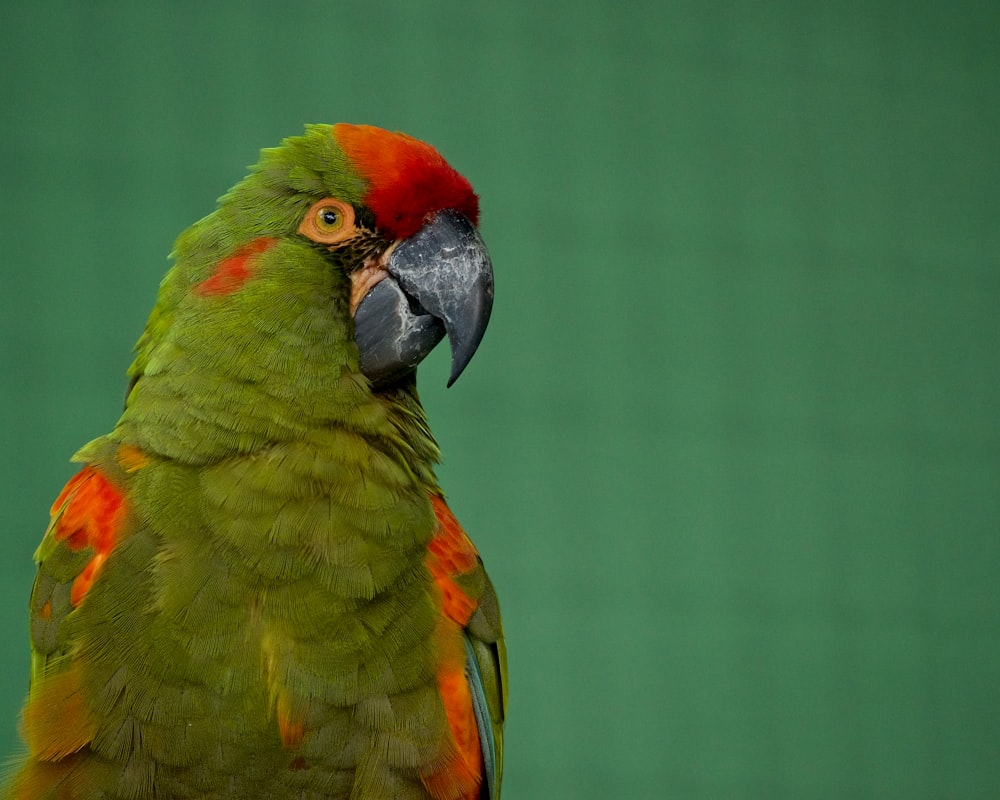 un gros plan d’un perroquet avec un fond vert