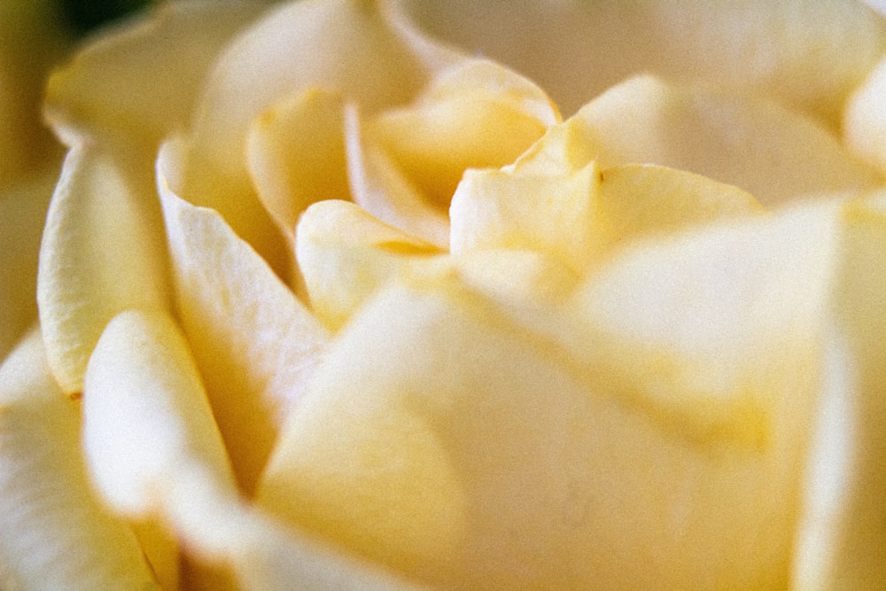 a close up view of a yellow rose