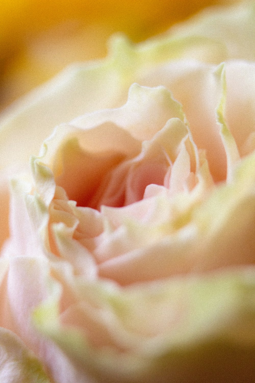 a close up of a flower with a banana in the background