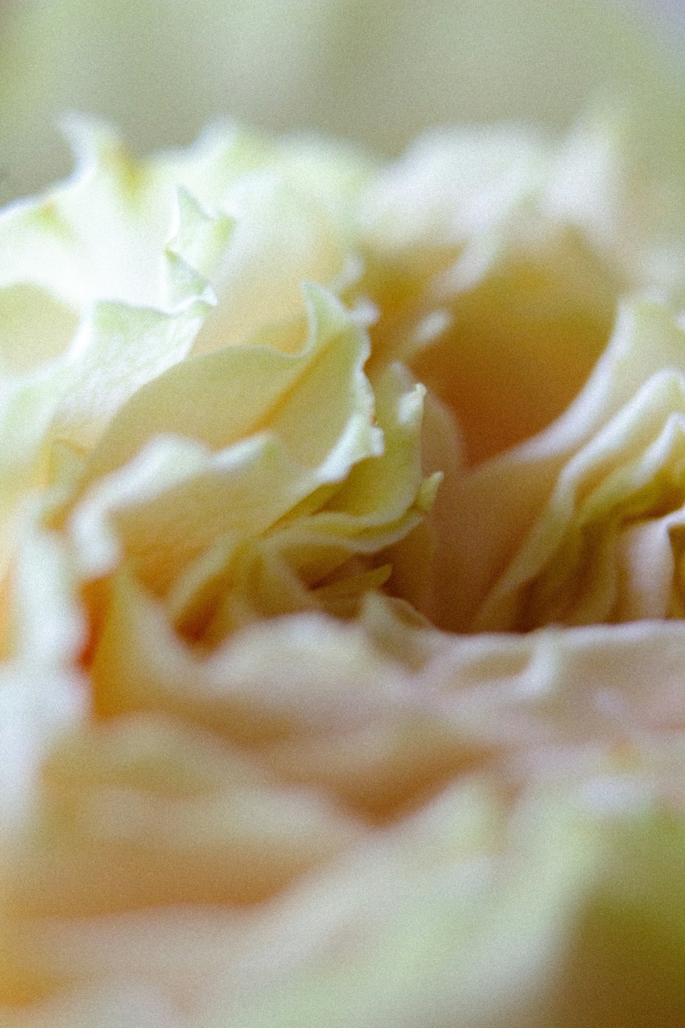 a close up of a flower that is yellow