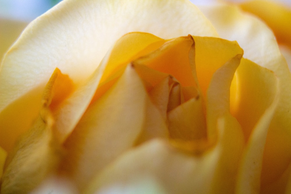 a close up view of a yellow rose