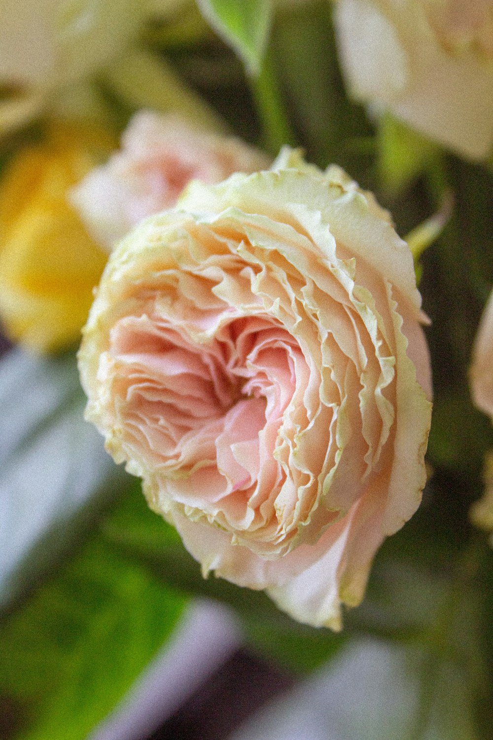 a close up of a pink flower with green leaves