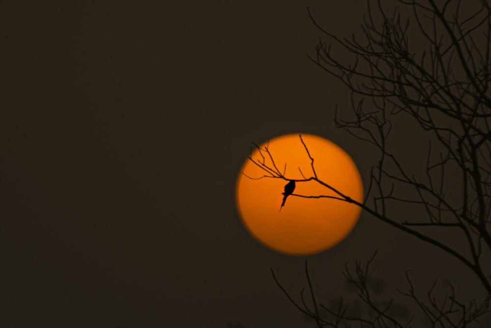a bird is sitting on a branch in front of the sun