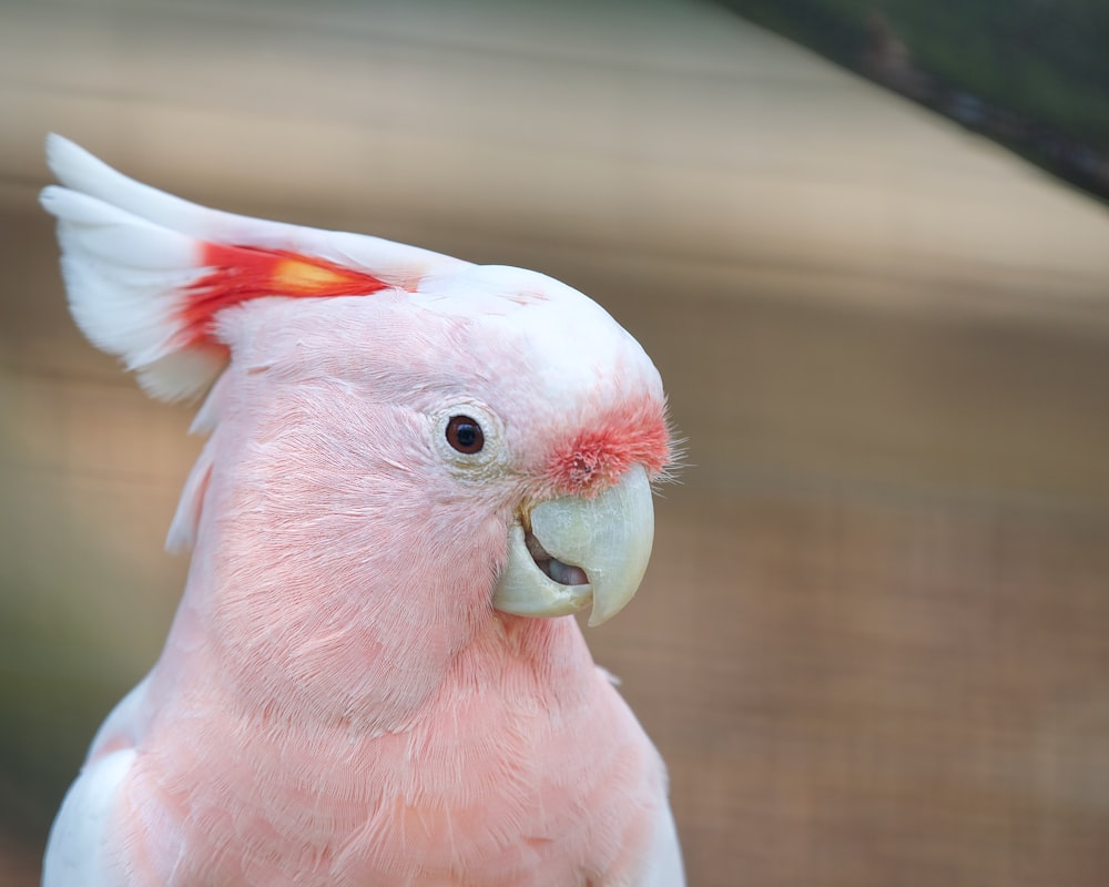 a close up of a pink and white bird