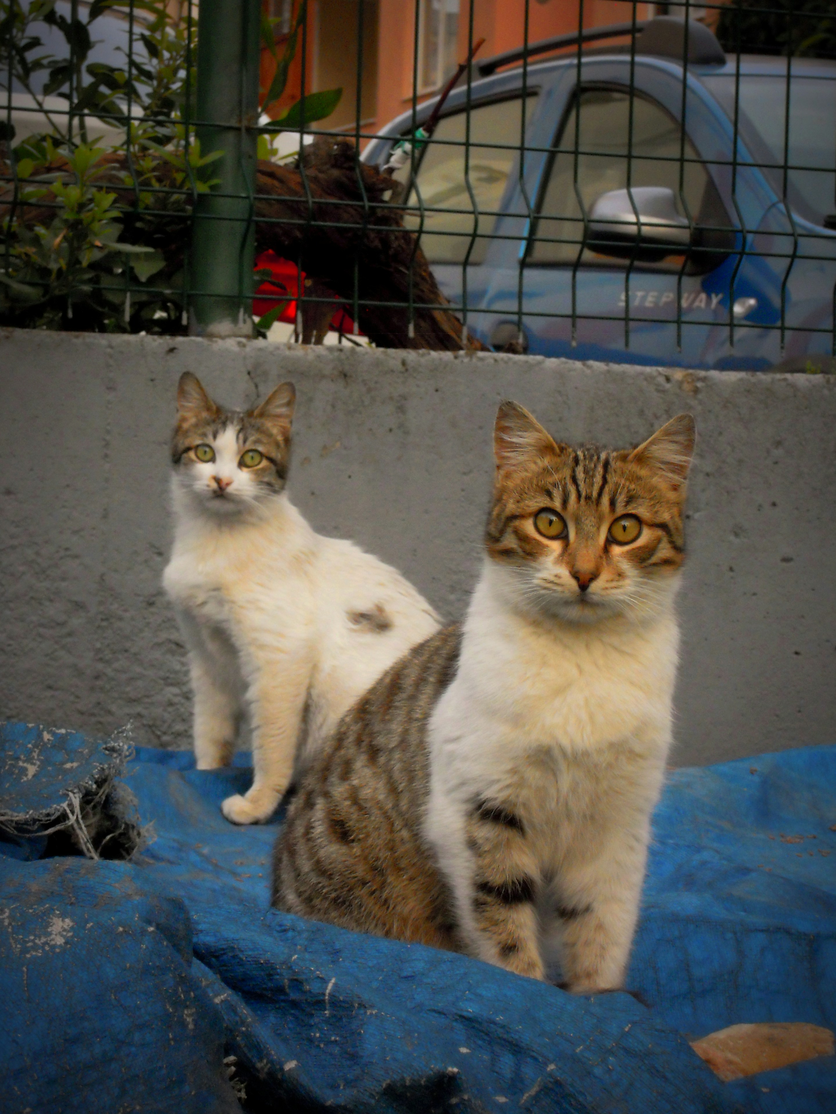 Photo by bks_supernova