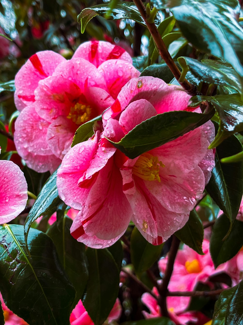 pink flowers with green leaves and water droplets on them