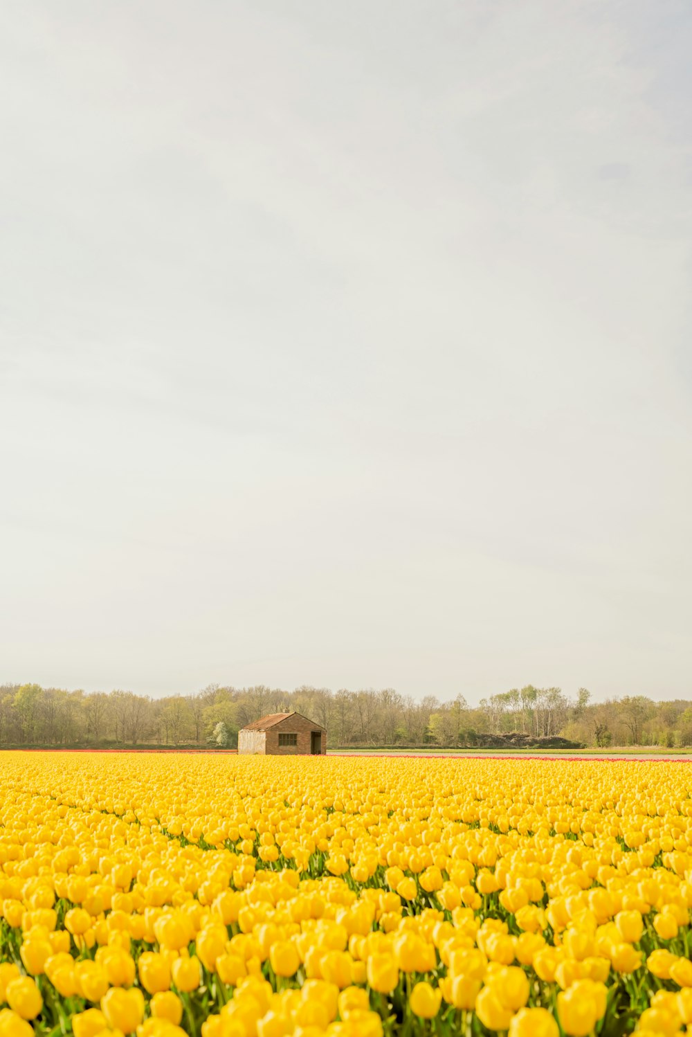 ein gelbes Blumenfeld mit einem Haus im Hintergrund