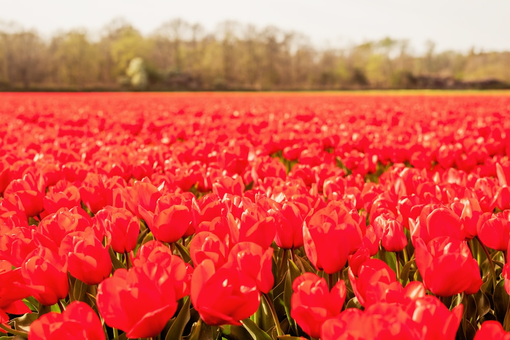 a field of red tulips with trees in the background